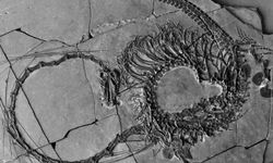 240 milyon yıllık ejderha fosili ortaya çıkarıldı
