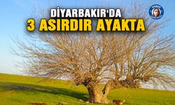 Diyarbakır'da 3 asırdır ayakta