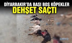 Diyarbakır’da başı boş köpekler dehşet saçtı