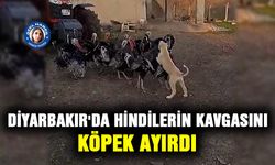 Diyarbakır'da hindilerin kavgasını  köpek ayırdı