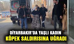 Diyarbakır’da yaşlı kadın köpek saldırısına uğradı