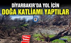 Diyarbakır’da yol için doğa katliamı yaptılar