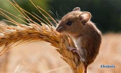 Tarla faresi popülasyonu arttı