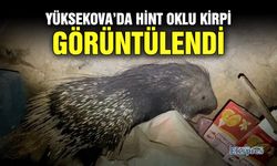 Yüksekova’da Hint oklu kirpi görüntülendi