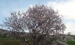 Diyarbakır’da badem ağaçlar çiçek açtı