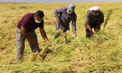 Diyarbakır'da çiftçilere müjde