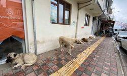 Diyarbakır’ın o ilçesinde köpekler tehlike saçıyor