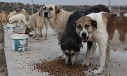 Köpek besleme kavgası, cinayetle sonuçlandı