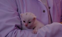Yılın ilk yavru Van kedileri dünyaya geldi