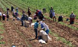 Tarım işçilerinin ücretleri yüzde 114,6 arttı