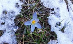 Karların arasında bahar müjdecileri çiçek açtı