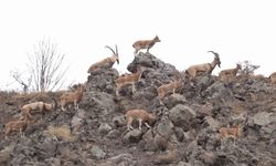 Bingöl’de dağ keçileri poz verdi