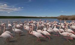 Ankara'nın renkli misafirleri: Flamingolar