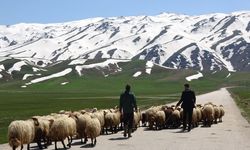 Yerli çoban bulamayınca İran'dan getirdiler