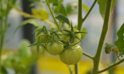 'Kuraklık stresine dayanıklı' domatesler üretilecek