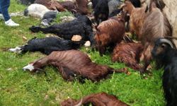 Şırnak’ta keçi sürüsüne yıldırım düştü