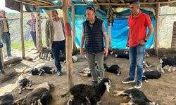 Diyarbakır’da başıboş köpekler 45 oğlağı telef etti