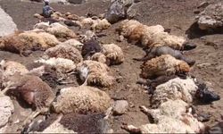 Van’da kurtlar sürüye saldırdı, 74 koyun telef oldu