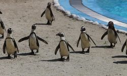 Bursa’daki penguen ailesi kalabalıklaşıyor