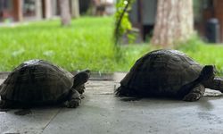 Diyarbakır'ın kaplumbağası dünyada ün yaptı
