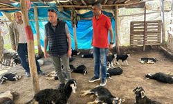 Diyarbakır’da  45 hayvanı telef olan çiftçiye destek