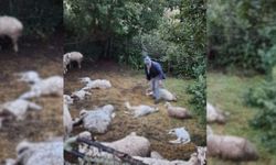 Kurtlar sürüye saldırdı: 19 koyun telef oldu