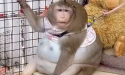 Dünyanın en şişman maymunu, kendini yiyerek öldü
