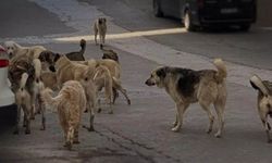 Sokak köpekleri düzenlemesinin ayrıntıları belli oldu