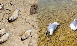 Urfa’da balık ve kuşlar neden ölüyor?