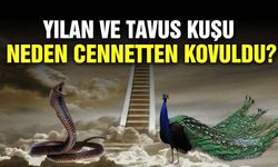 Yılan ve Tavus Kuşu neden Cennetten kovuldu?