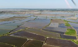 Pirincin yüzde 50’si orada üretiliyor, kuraklık endişesi var