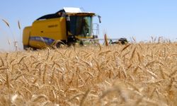 Kızıltepe Ovası'nda verimli buğday hasadı