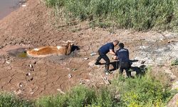 İtfaiyeden inek kurtarma operasyonu