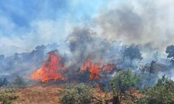 Bingöl'ün 2 ilçesinde orman yangını çıktı