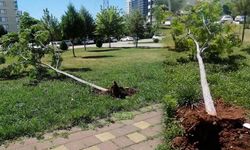 Diyarbakır’da şiddetli rüzgar ağaca kök söktürdü