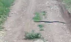 Diyarbakır’da yılan saldırısı
