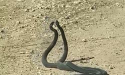 Urfa’da yılanların çiftleşme dansı kamerada
