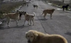 Meclis’ten geçti, sokak hayvanlarına ötenazi uygulanacak