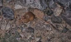 Hakkari’de kırmızı listedeki kanguru faresi görüntülendi