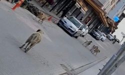 Diyarbakır Çınar'da ekmek almaya giden çocuğa köpekler saldırdı