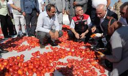 Diyarbakır’da kurutmalık domatesler tarlaya serildi