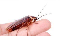 Evde hamam böceği ile nasıl baş edilir?
