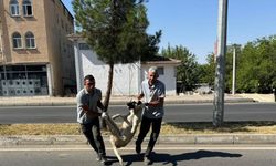 Diyarbakır'da köpekler toplanmaya başlandı, eş başkan özür diledi