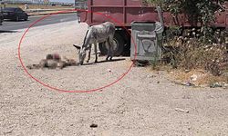 Diyarbakır’da göz yaşartan kare! Ölen yavrusunun başından iki gün ayrılmadı