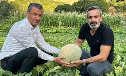 Hakkari’de ilk kez ekildi, büyüklüğü rekor kırdı