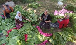 Diyarbakırlı kadınların tütün mesaisi başladı