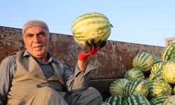 Diyarbakır karpuzunda hasat devam ediyor