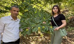 Hakkari Yüksekova ilk defa kestaneyle tanıştı