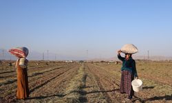 Vatandaş ‘afara’ için yer fıstığı tarlasına akın etti