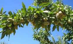 Diyarbakır'ın o ilçesinde badem ve fıstık fidanları için başvurular başladı